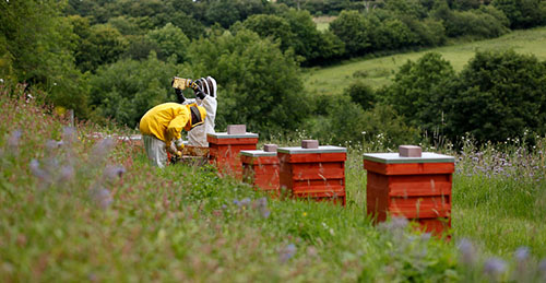 Medibee Beehives