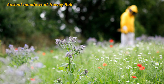 Troway Hall Meadow