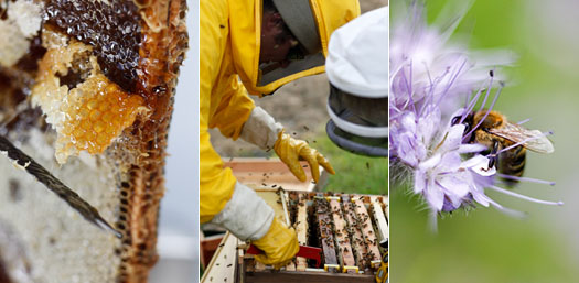 Pollen Honey Hives