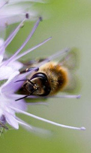 pollen release